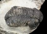 Bargain, Gerastos Trilobite Fossil - Morocco #52155-1